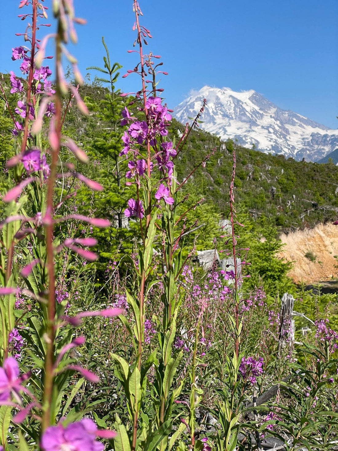 Fireweed Raw Honey