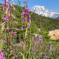 Fireweed Raw Honey