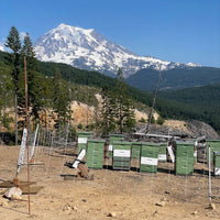 Bulk Raw Honey