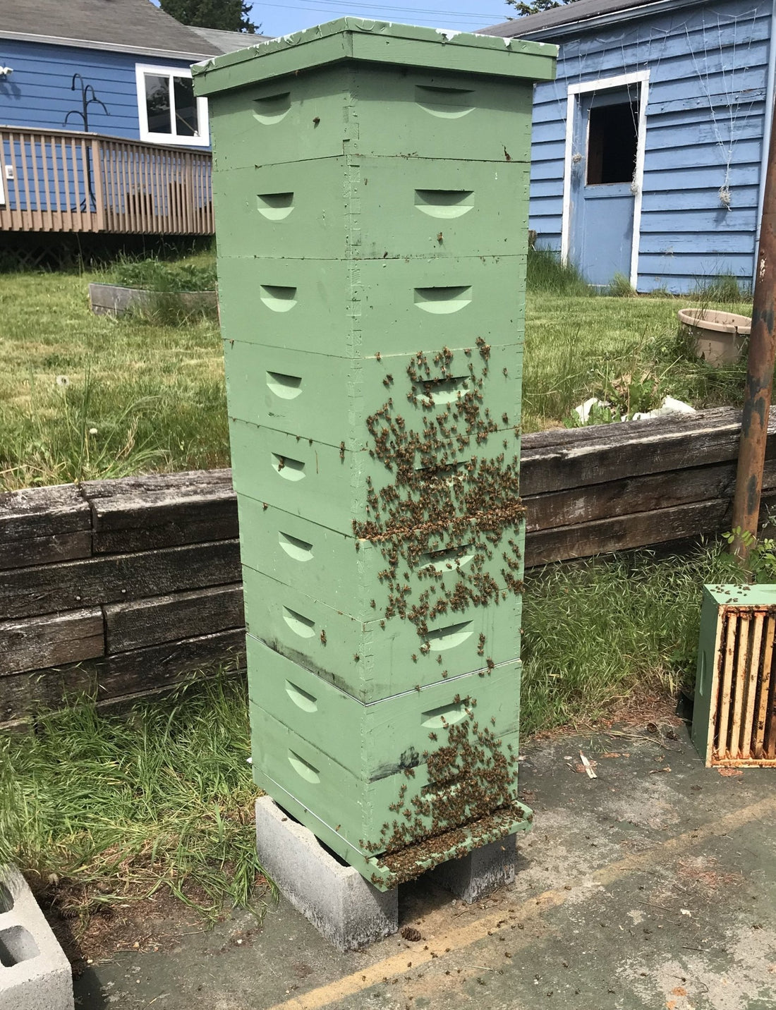 Rainy Day Bees Overwintered Nucleus Hive