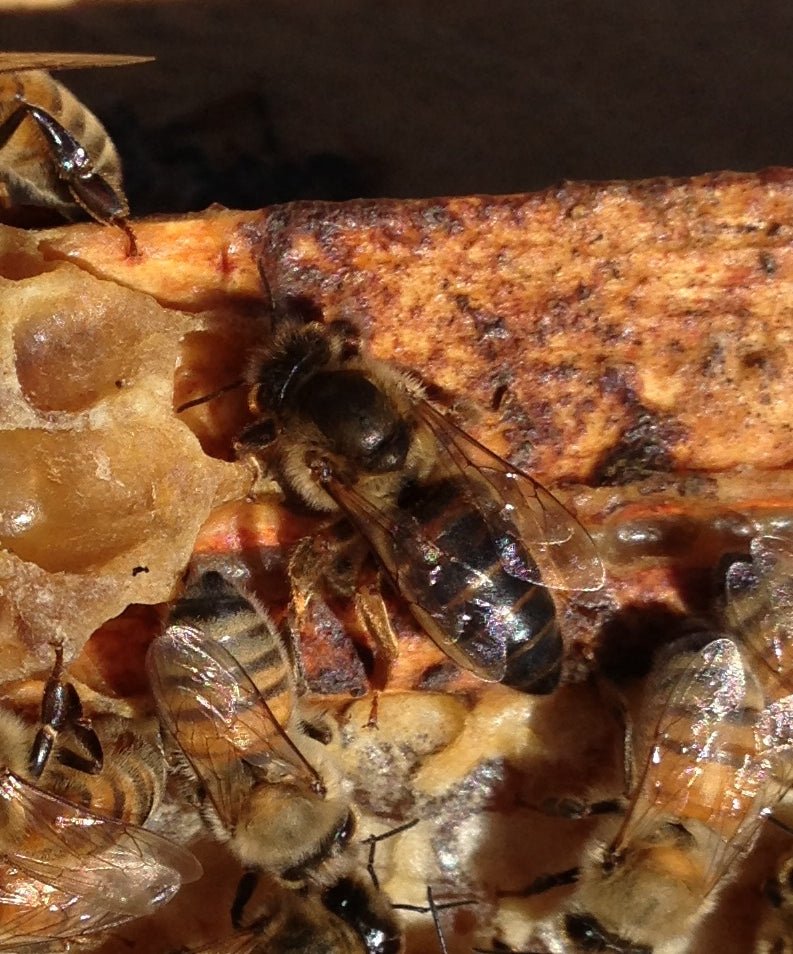 Honey Bee Queens