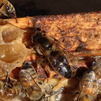 Honey Bee Queens