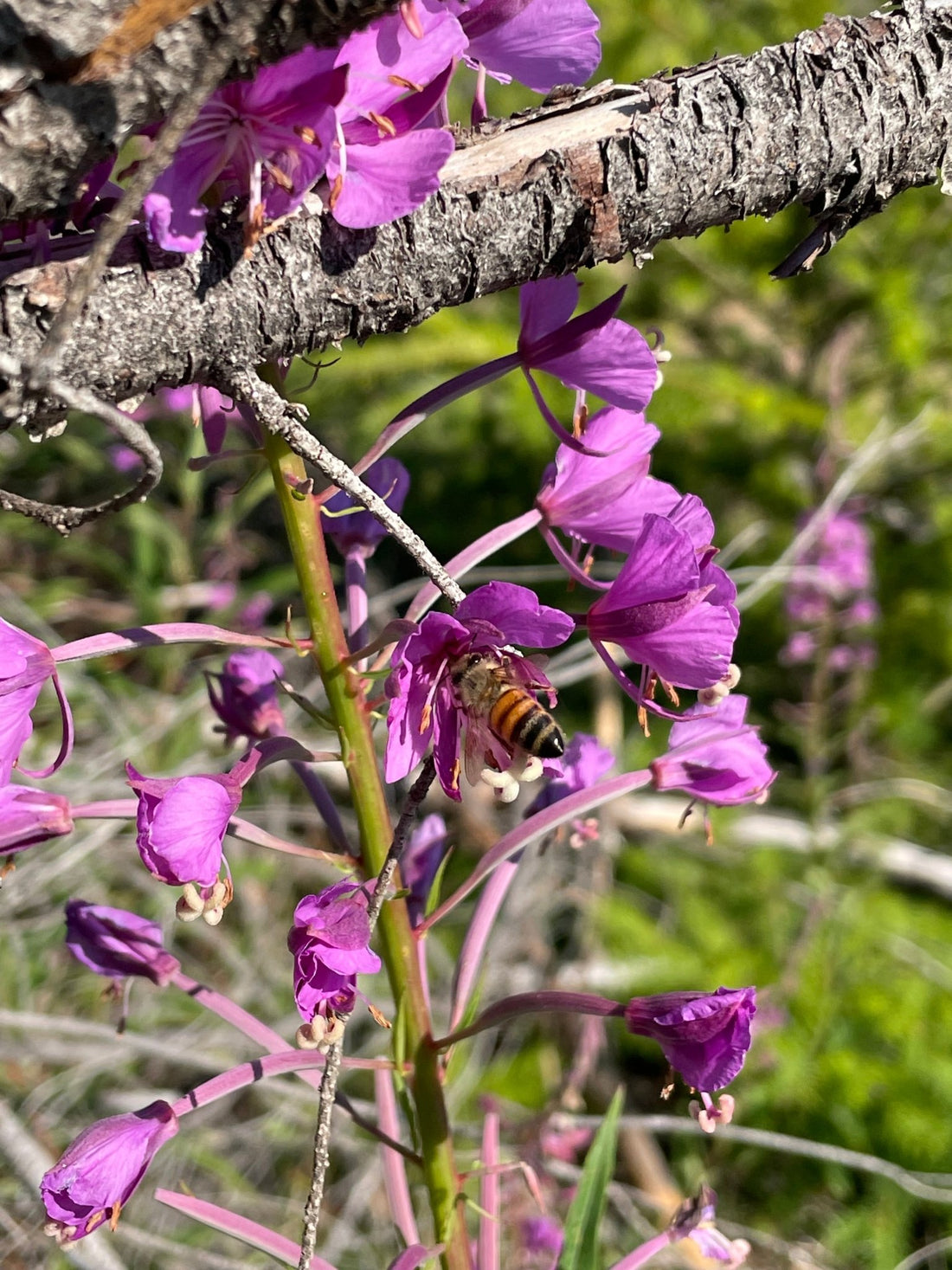 Fireweed Raw Honey