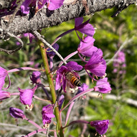 Fireweed Raw Honey