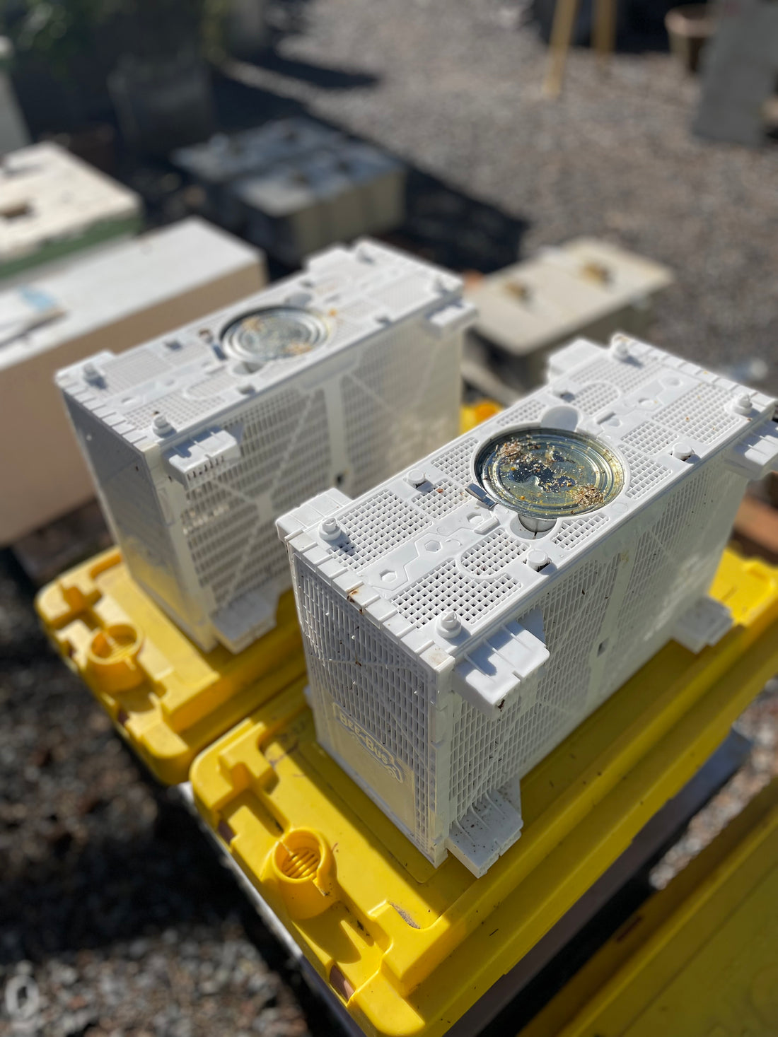 Package Bees - (2025)