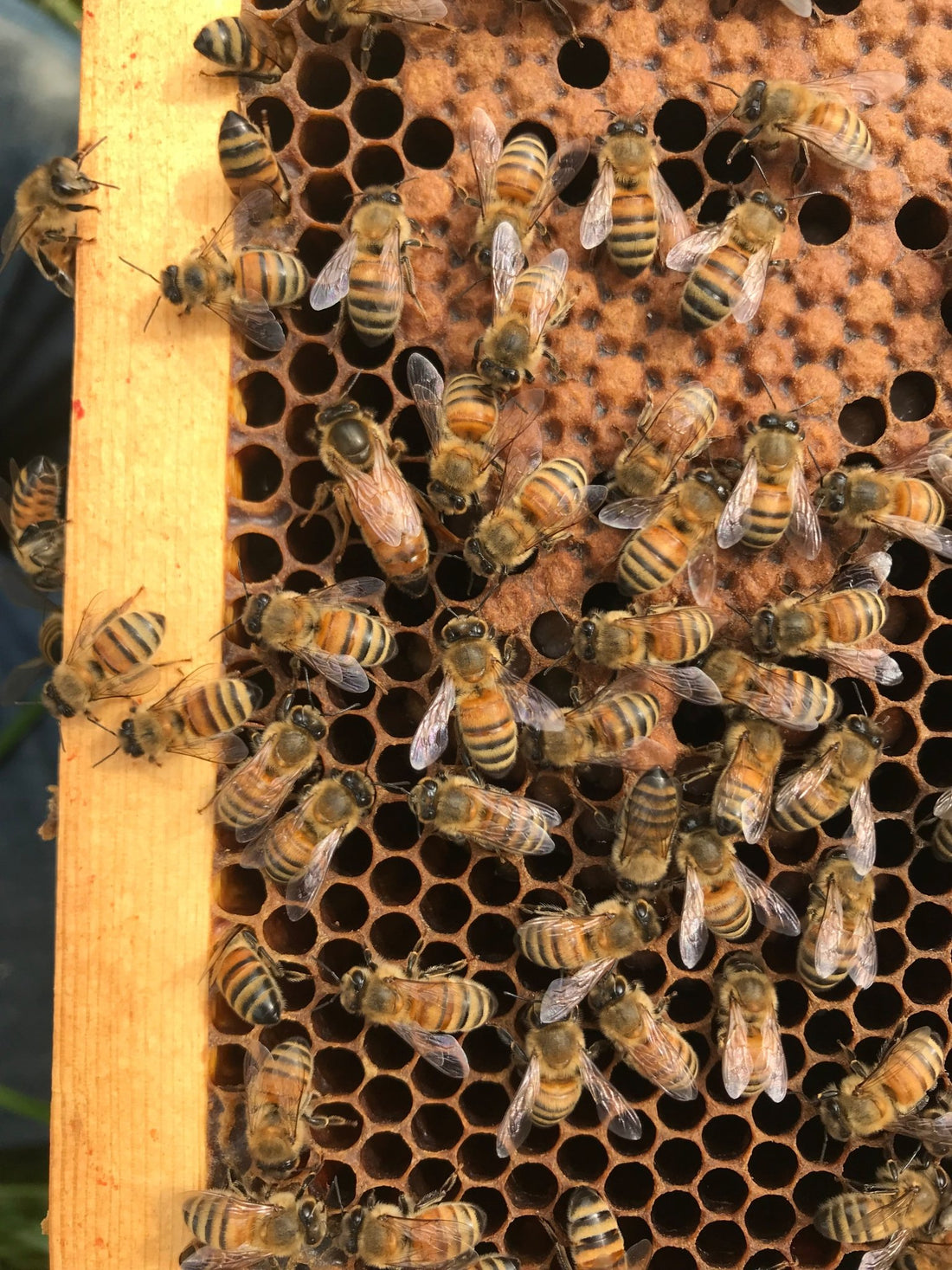 Honey Bee Queens