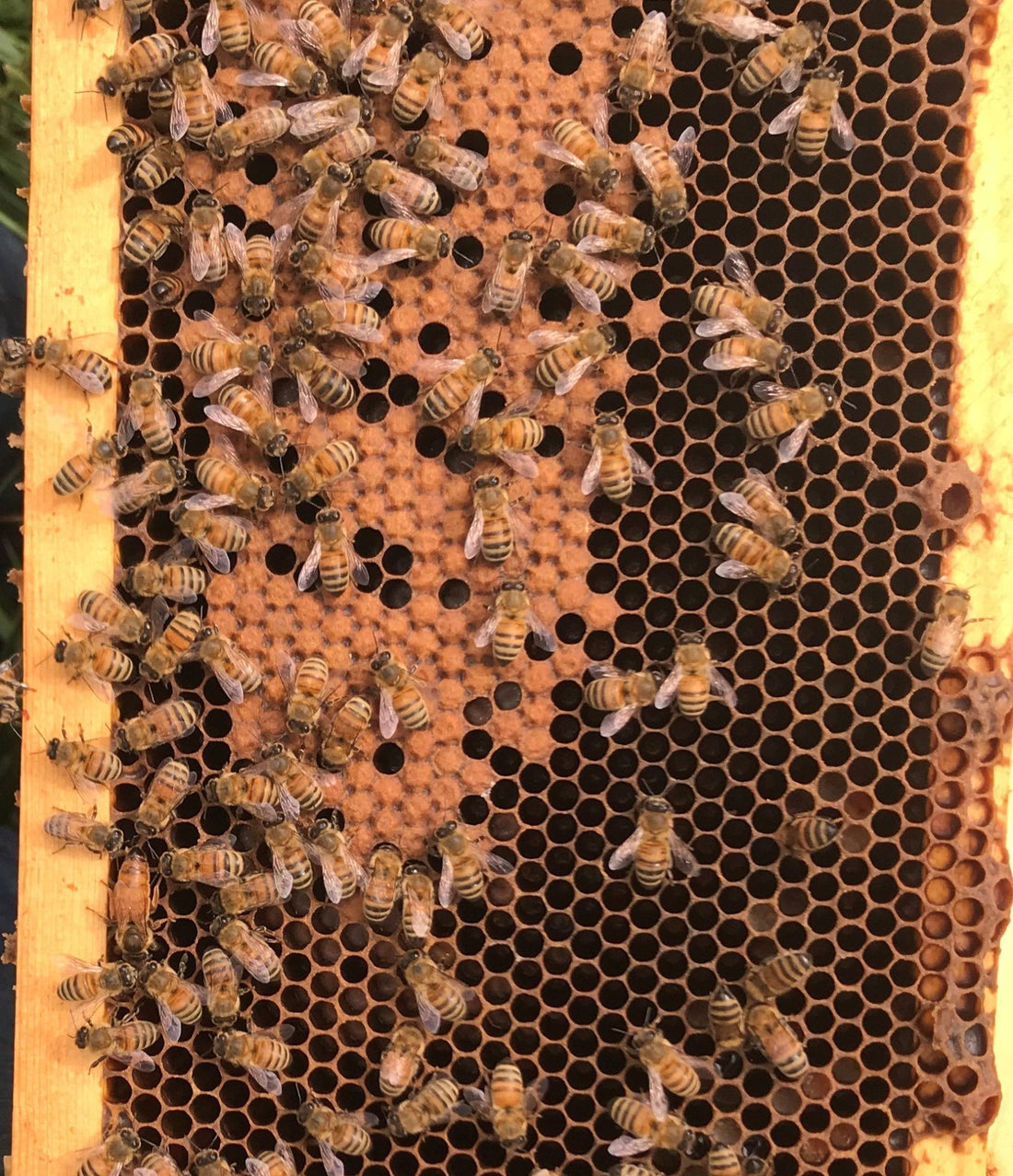 Honey Bee Queens