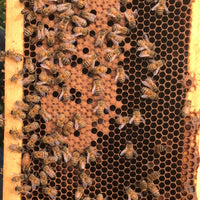 Honey Bee Queens