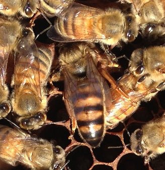Honey Bee Queens