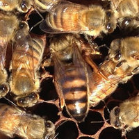 Rainy Day Bees Summer Nucleus Hive