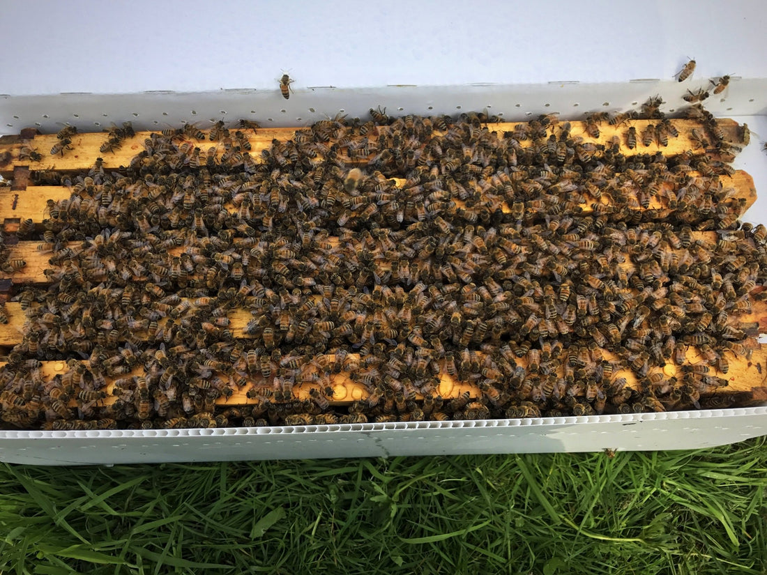 Rainy Day Bees Overwintered Nucleus Hive
