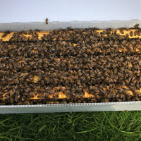 Rainy Day Bees Summer Nucleus Hive