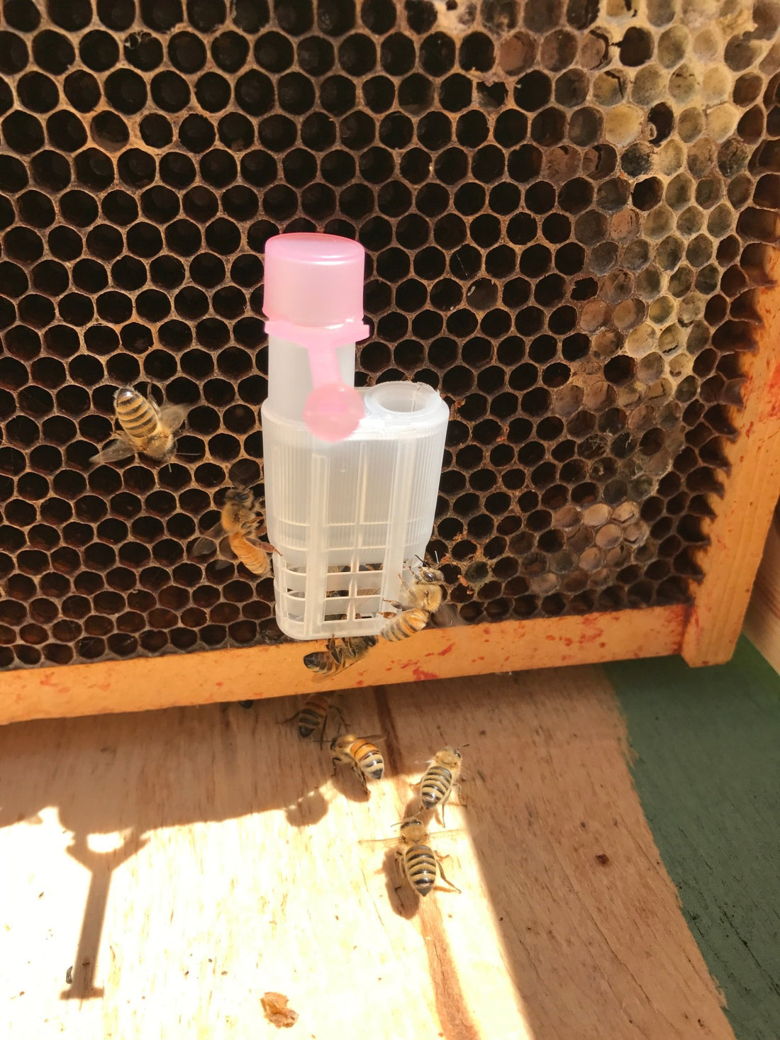 Honey Bee Queens