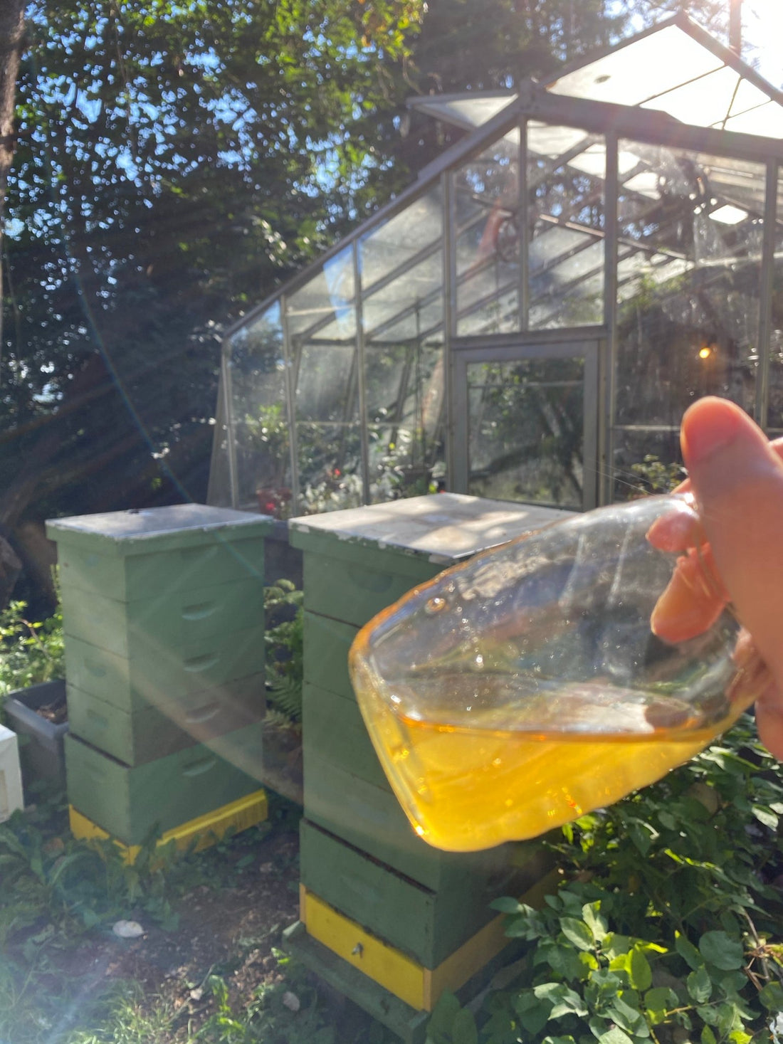 North City Neighborhood Honey