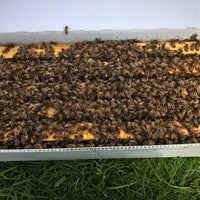 Golden West Bees Nucleus Hive Orders - 2024
