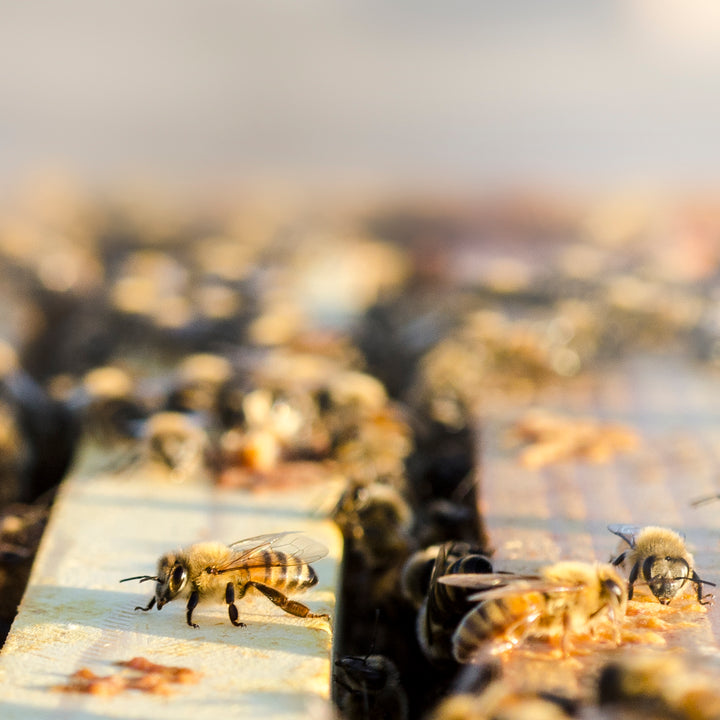 Bees & Beekeeping