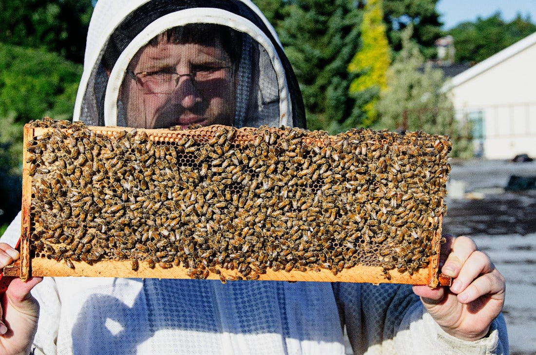 Inspecting a frame of honey bees