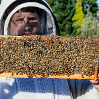 Inspecting a frame of honey bees