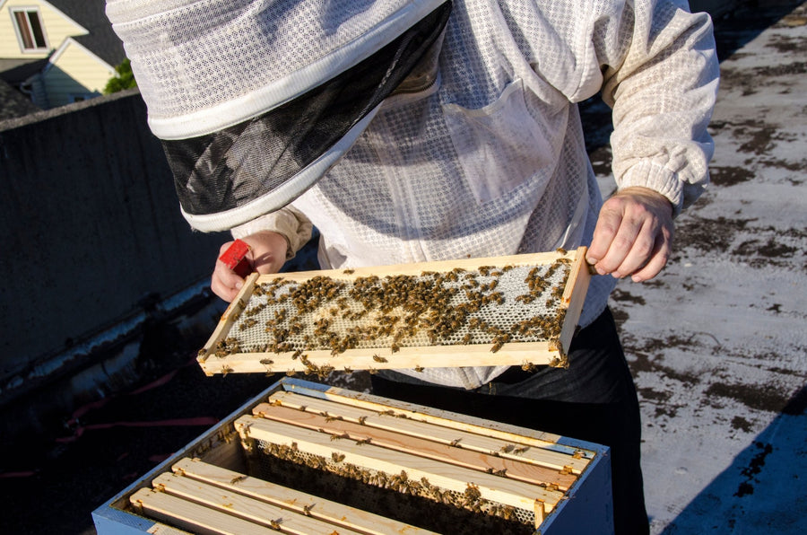 Beginning Beekeeping Class Series