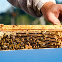 Beginning Beekeeping Class Series