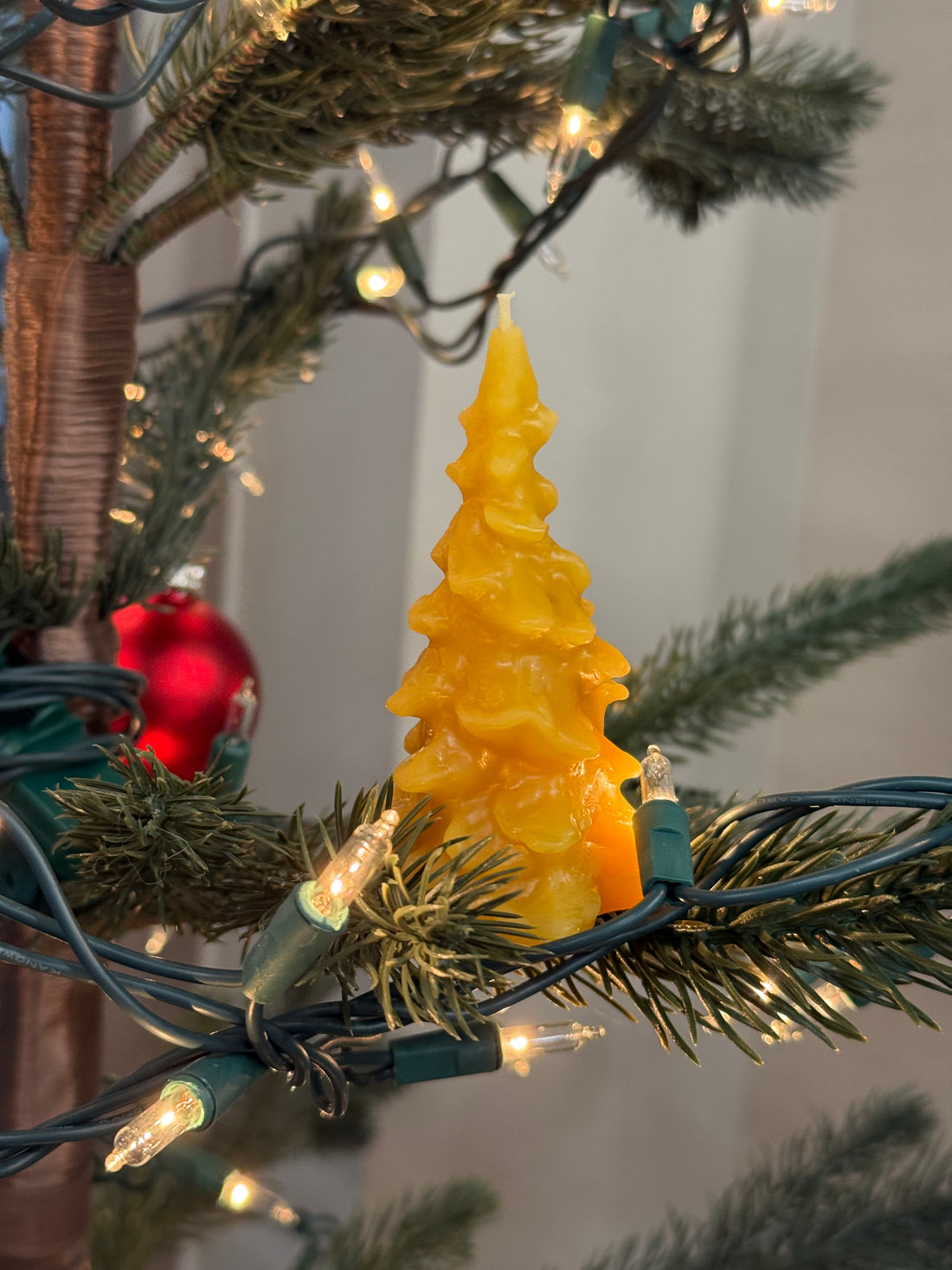 Beeswax Tree Candle