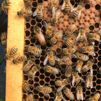 Honey Bee Queens