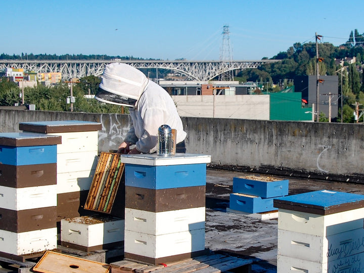 Peter tending bees on the roof of his workplace