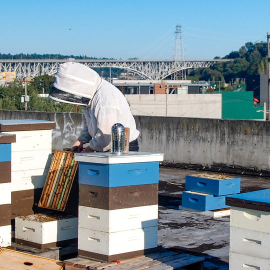 Peter tending bees on the roof of his workplace