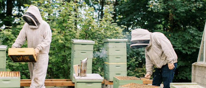 Beekeepers working in a backyard bee hive