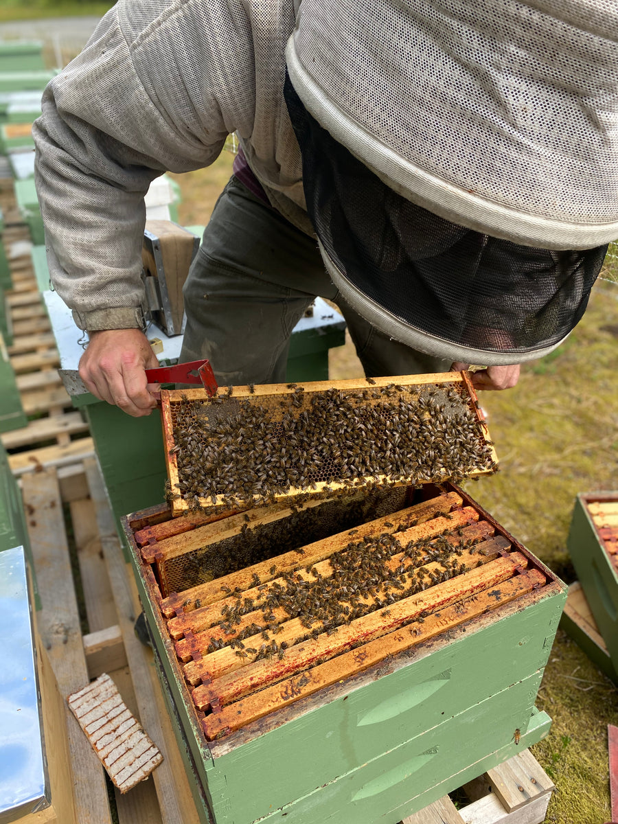 Mites and Moisture - Beekeeping Class